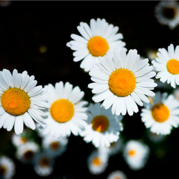 woodfood chamomile wax