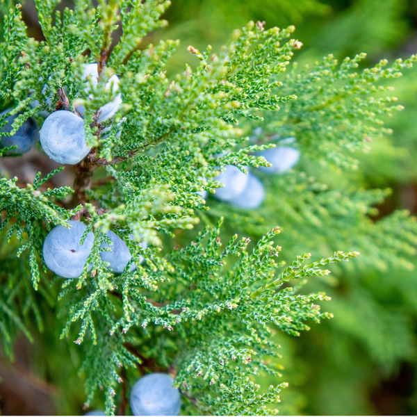 woodfood Hinoki-Öl